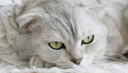 九游体育网址-费城76人总经理对未来转会市场信心十足，期待爆发，费城76人队百科