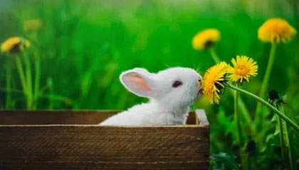 九游app下载中心-【科技助赛】VR技术如何改变棒球观赛体验，vr 棒球