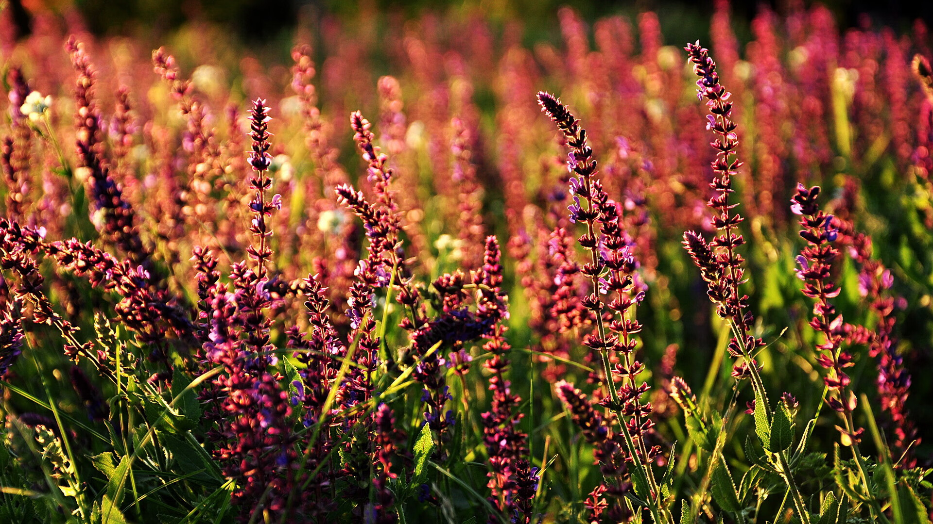 国家马术队发布新马匹引进计划通报,国家马术协会培训中心